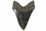 Serrated, Fossil Megalodon Tooth - Georgia #78184-2